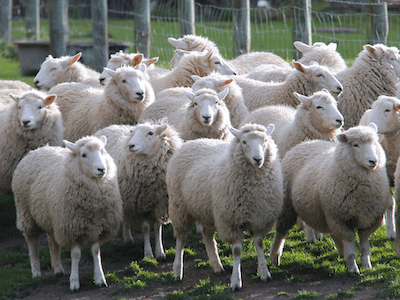 group of sheep